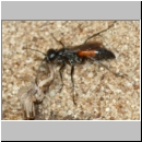 Arachnospila anceps - Wegwespe w004f 7-8mm mit Spinne - OS-Wallenhorst-Sandgrube-det.jpg